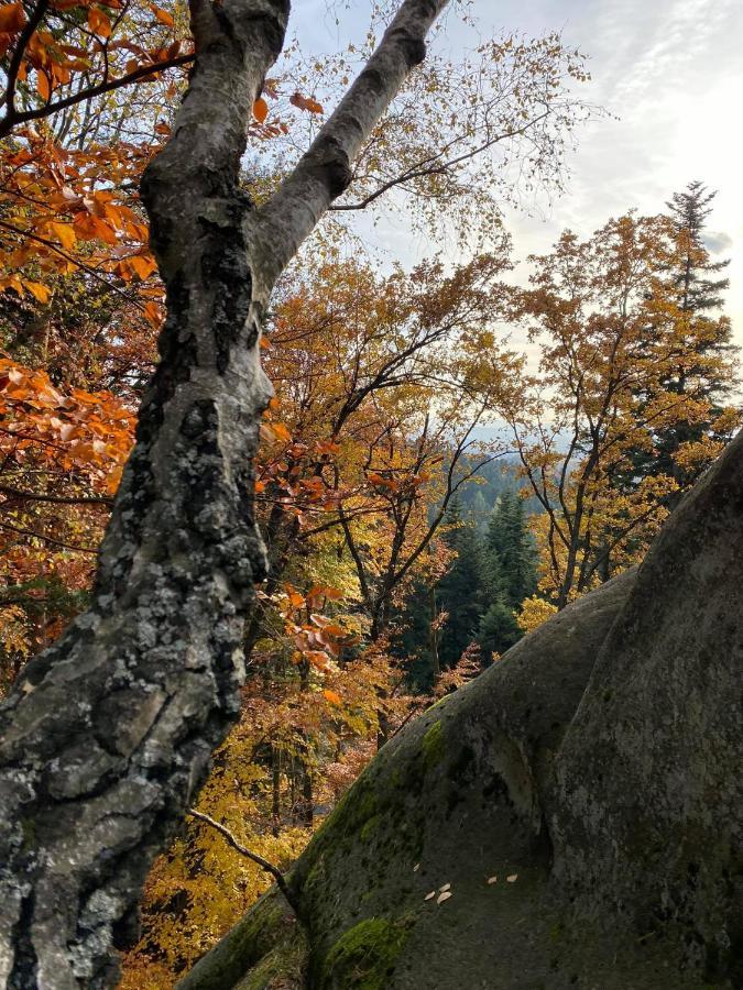 Glamping Pod Gwiazdami Pietrusza Wola Hotell Eksteriør bilde
